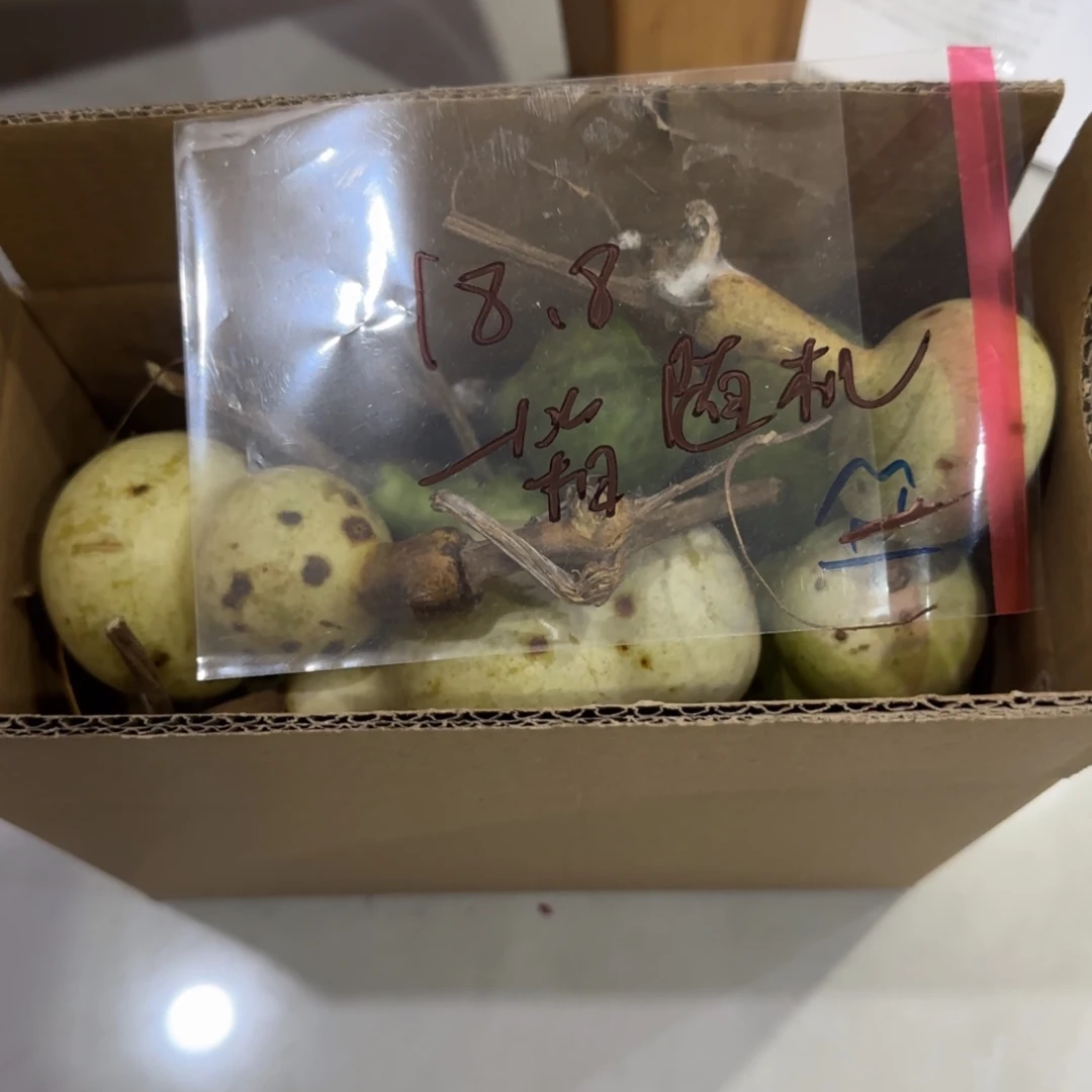 青皮不包成，，，，，，，，，，，，