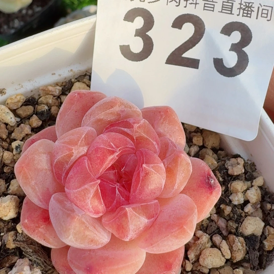 多肉植物开播福利捡漏