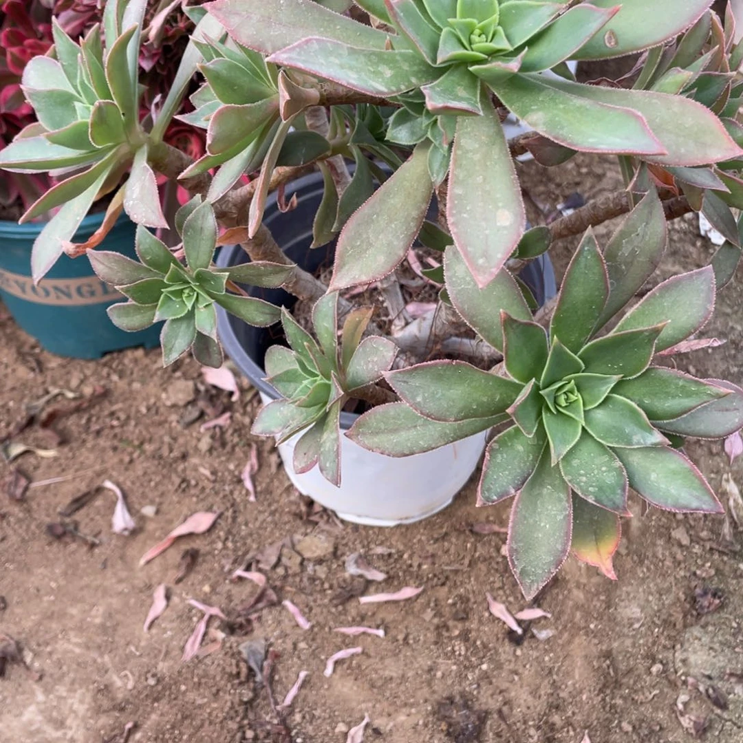 016红法式多肉法师断枝不包