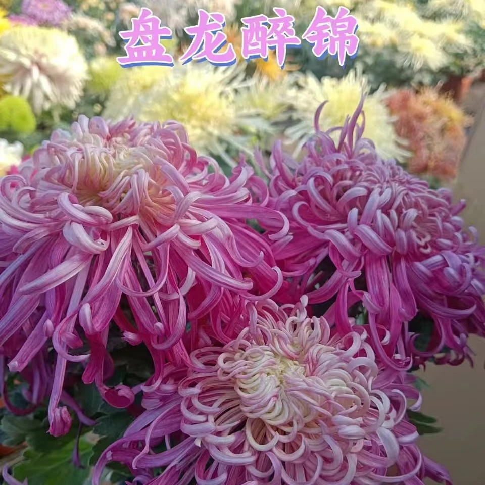 盘龙酔锦九月菊盆栽大花室内外阳台可种植