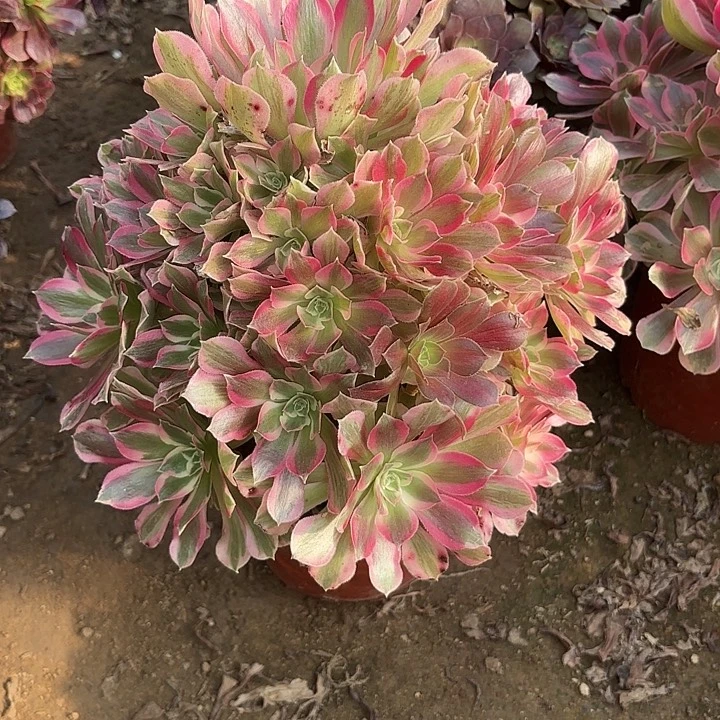 多肉植物夜萝刹10