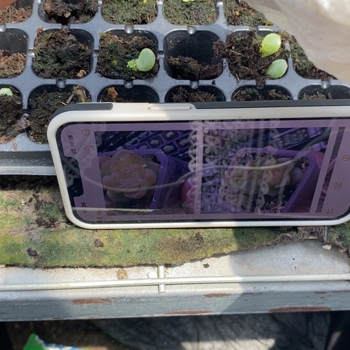 希米鹿A芽苗一个多肉