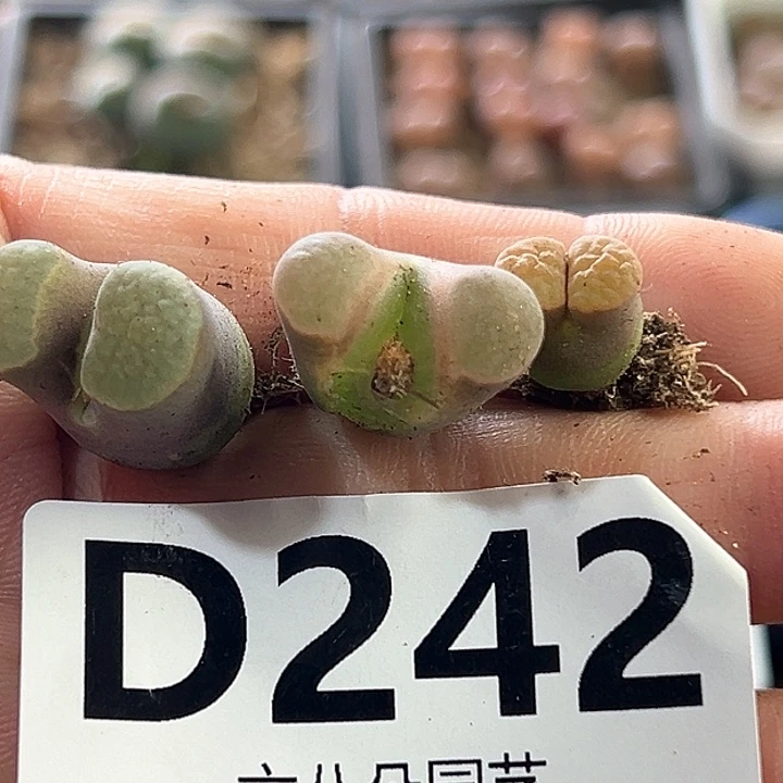 兔*3颗磁铁风铃多肉