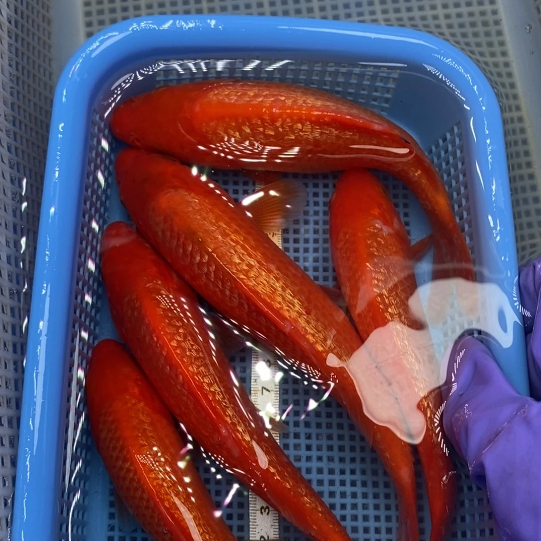 锦鲤冷水锦鲤包邮