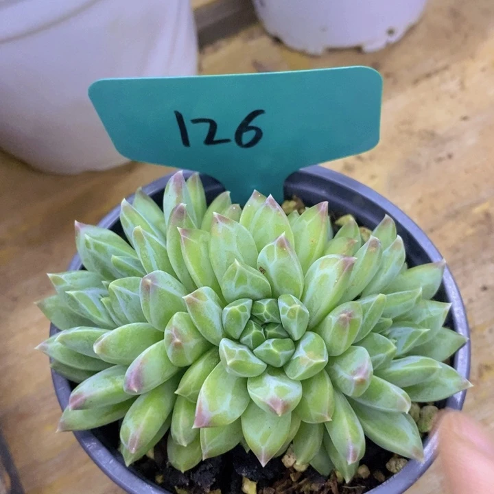 开心多肉，周年庆快乐