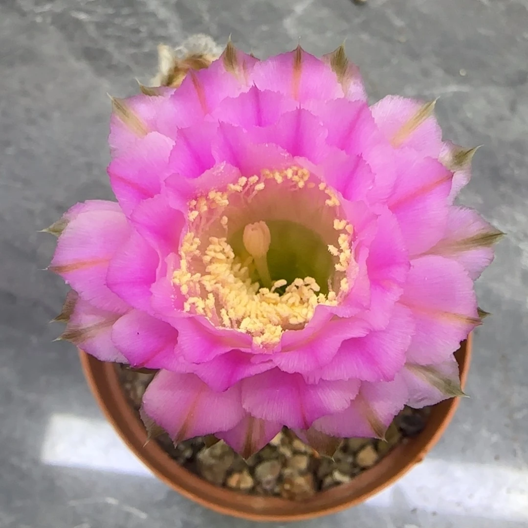 彩草仙人球一物一拍