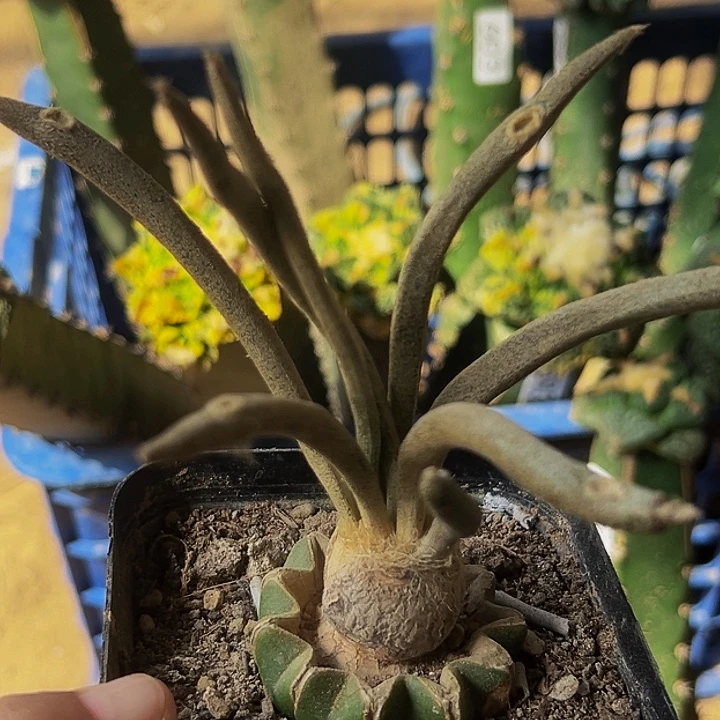 无花朵球接美杜莎600
