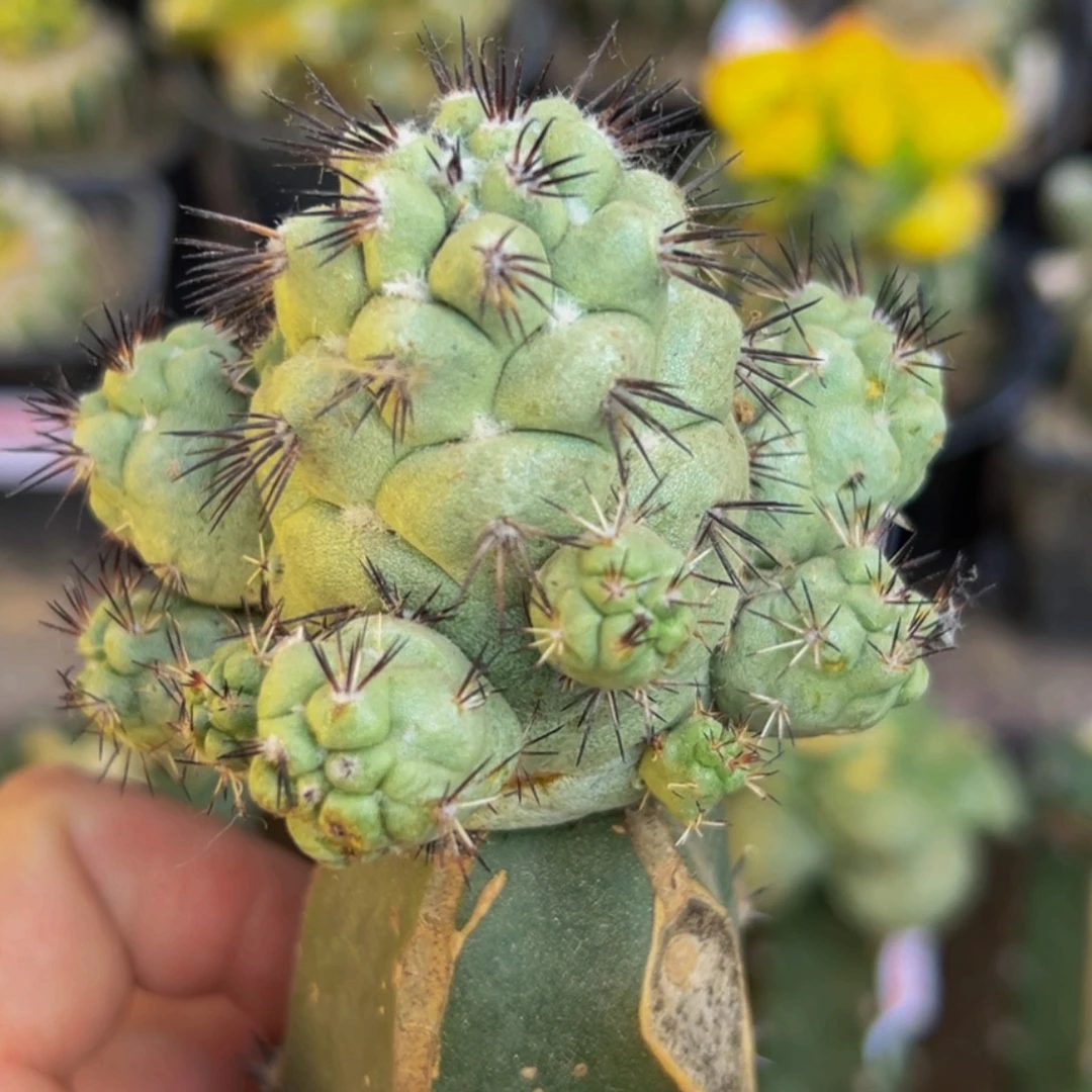 无花朵大尤黑刺帝王丸群763