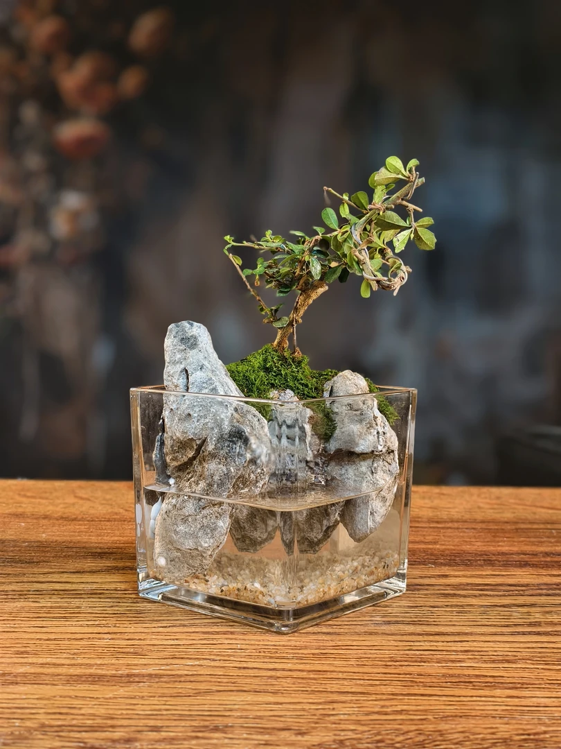 小洞福建茶桌面微景观（缸体12*12cm）办公桌写字桌茶台摆件创意
