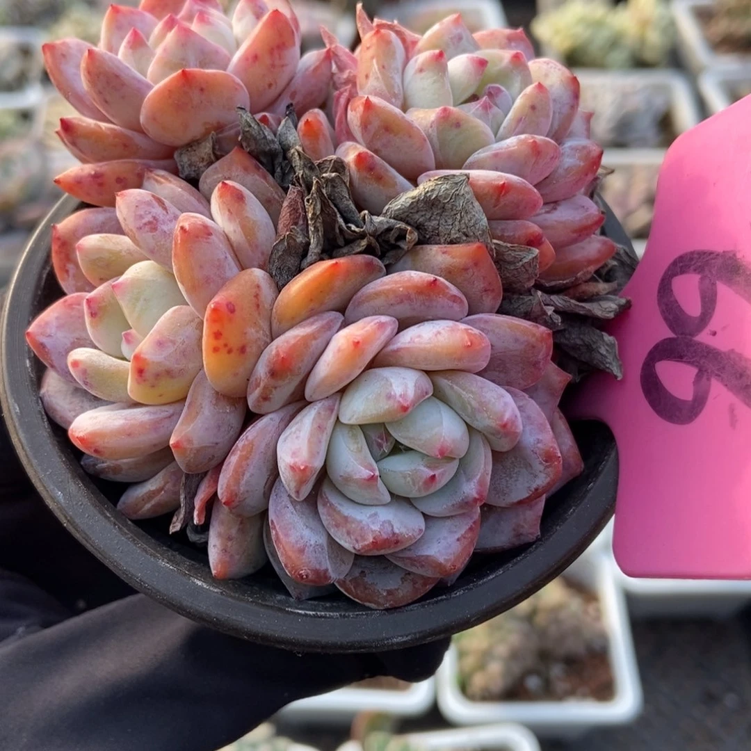 66韩橙多肉植物duorou