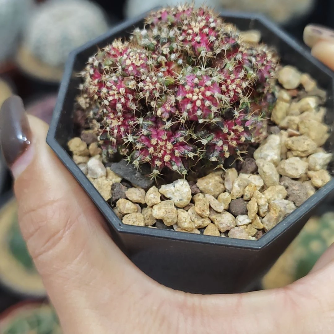 福利实生根海神群生