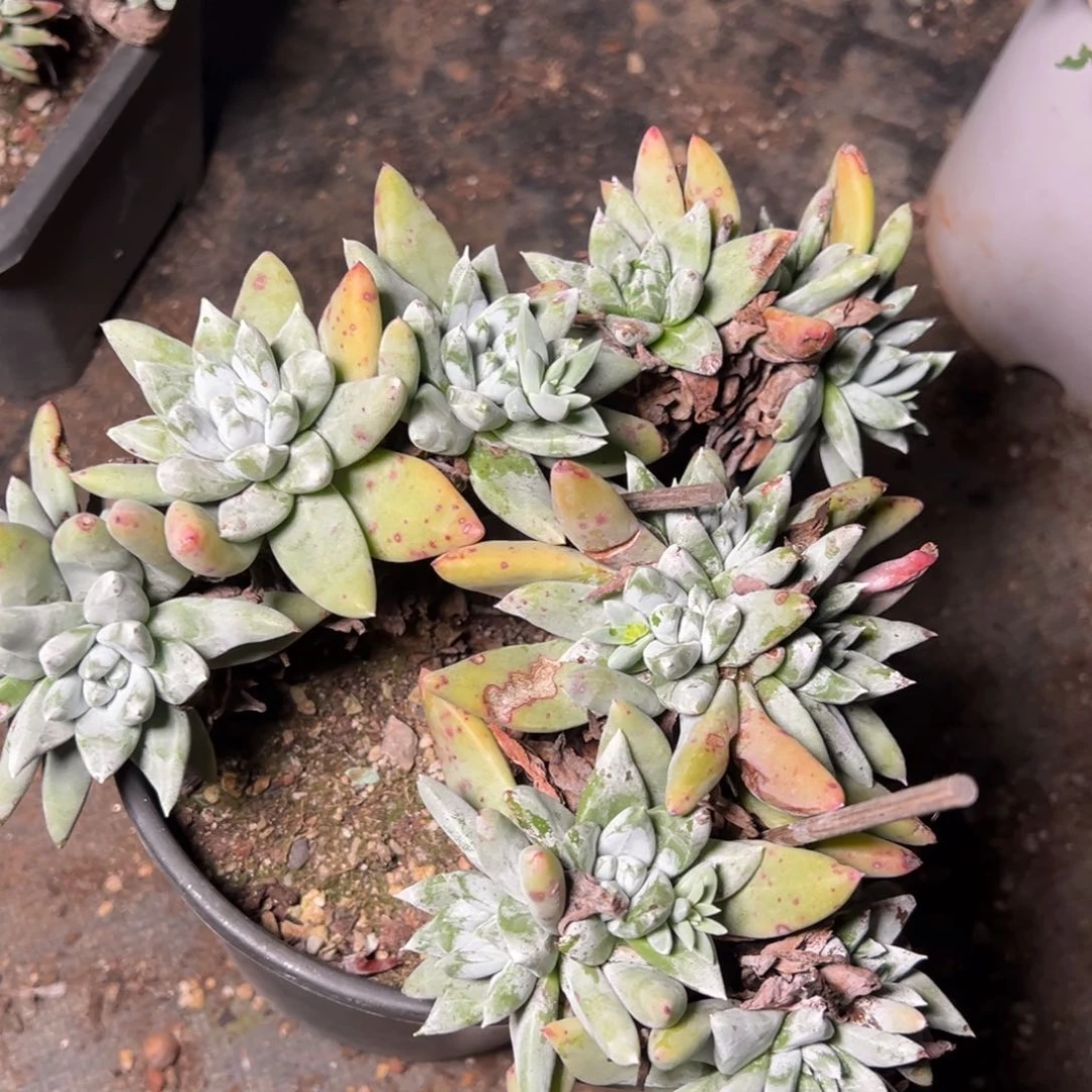 8286哈哈哈哈哈哈哈哈