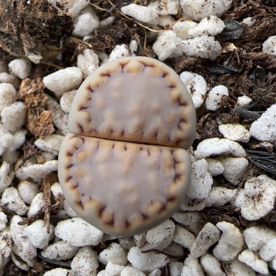 6.23。  217。腿高 9027