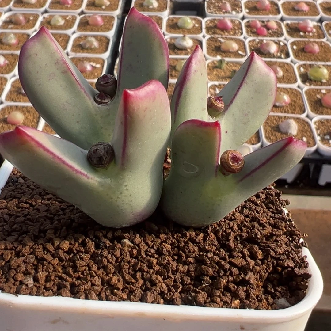 061多肉植物种类多样