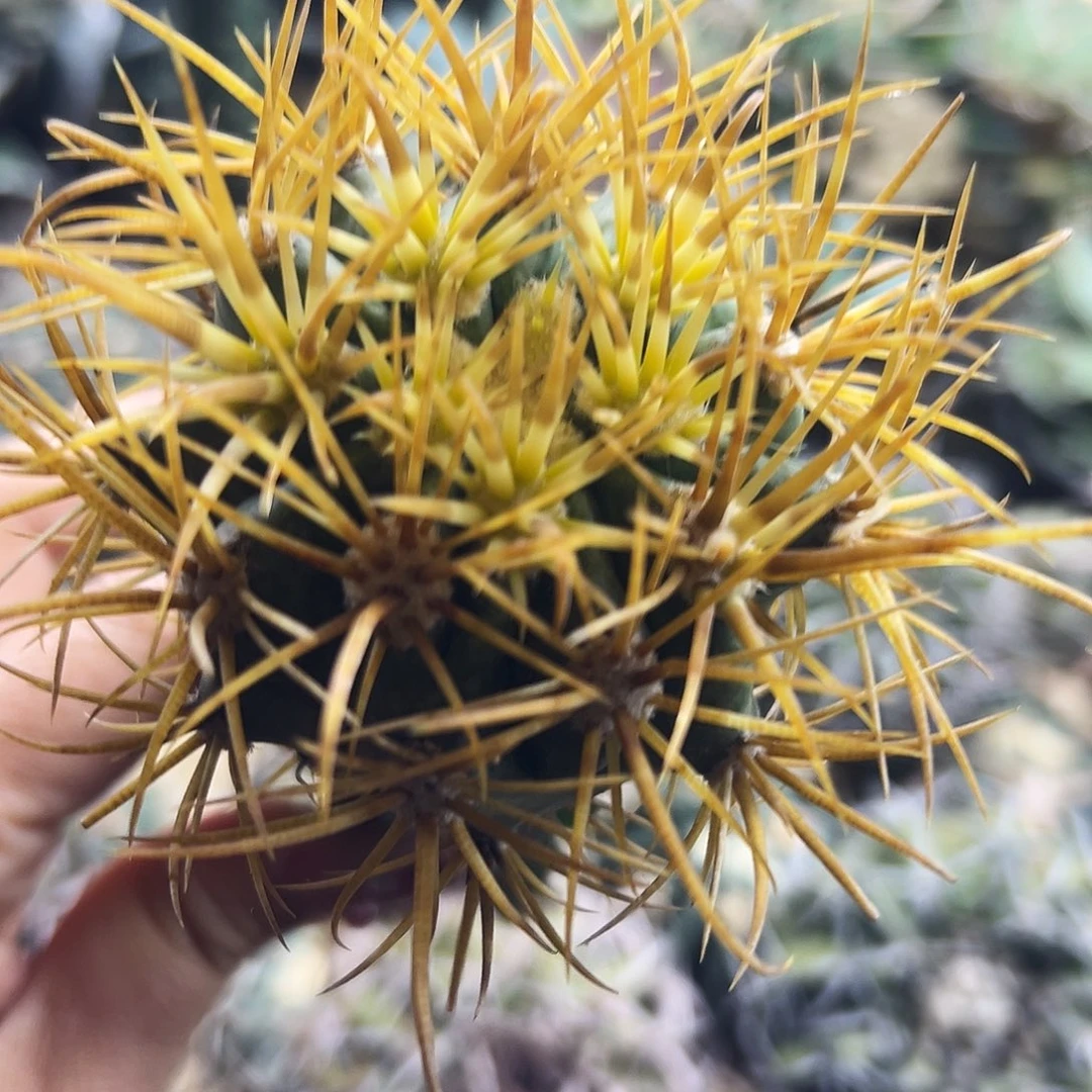 金冠龙仙人球66666666666