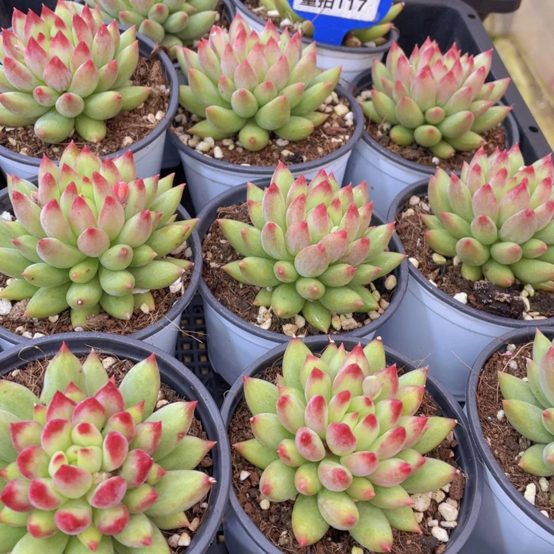 量拍117号 岩字单头一个