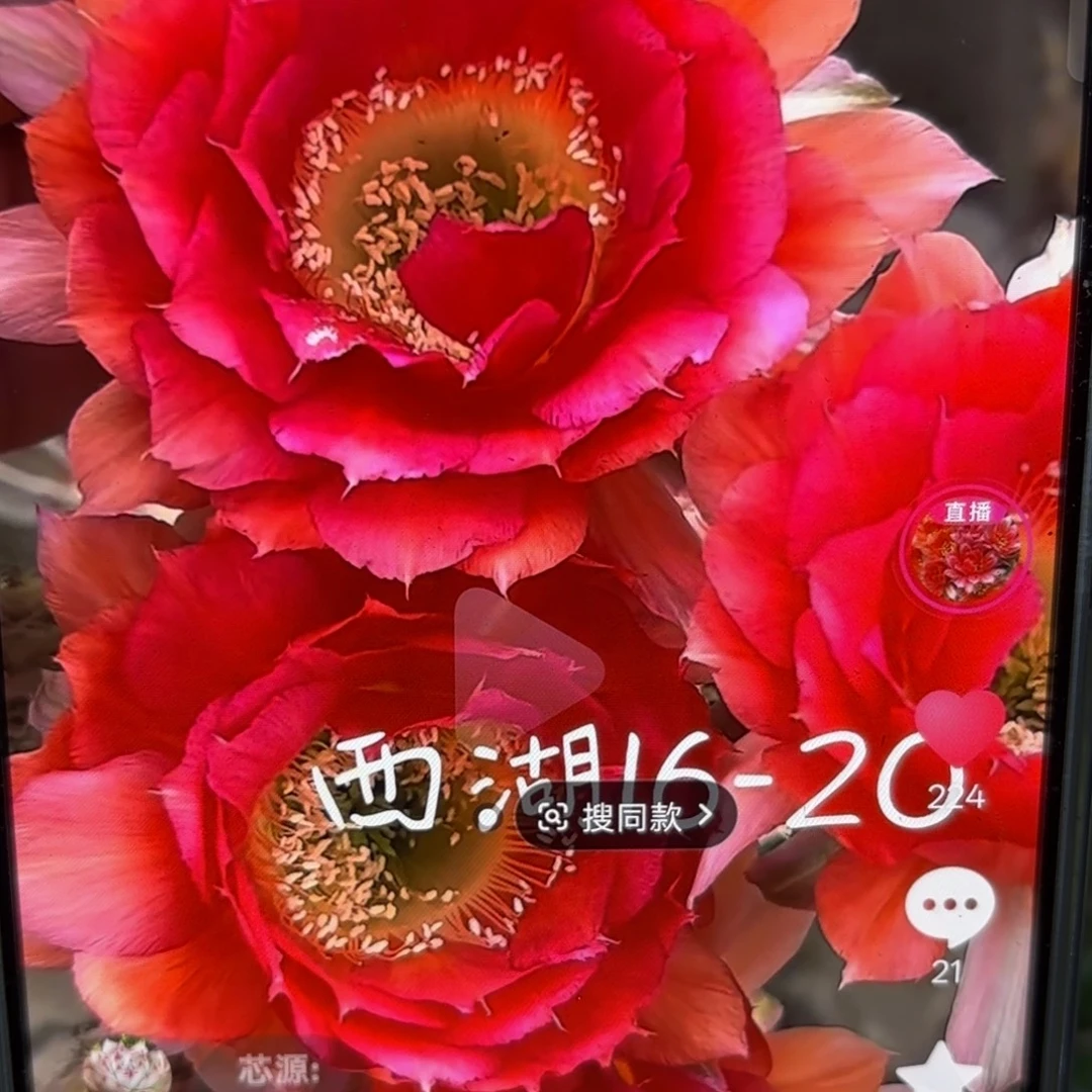 16-20彩4-5公分侧牙20包邮23