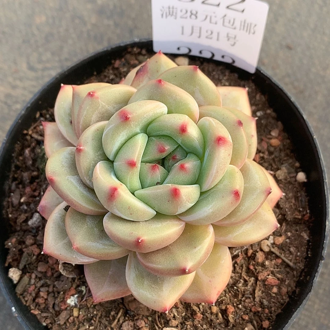 【闪购商品】云322