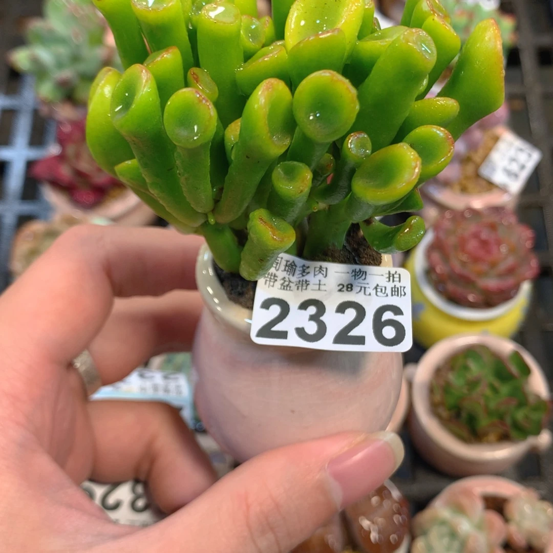 5厘米盆精控多肉2326