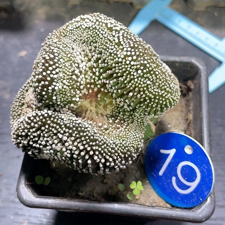 仙人球松针缀化19