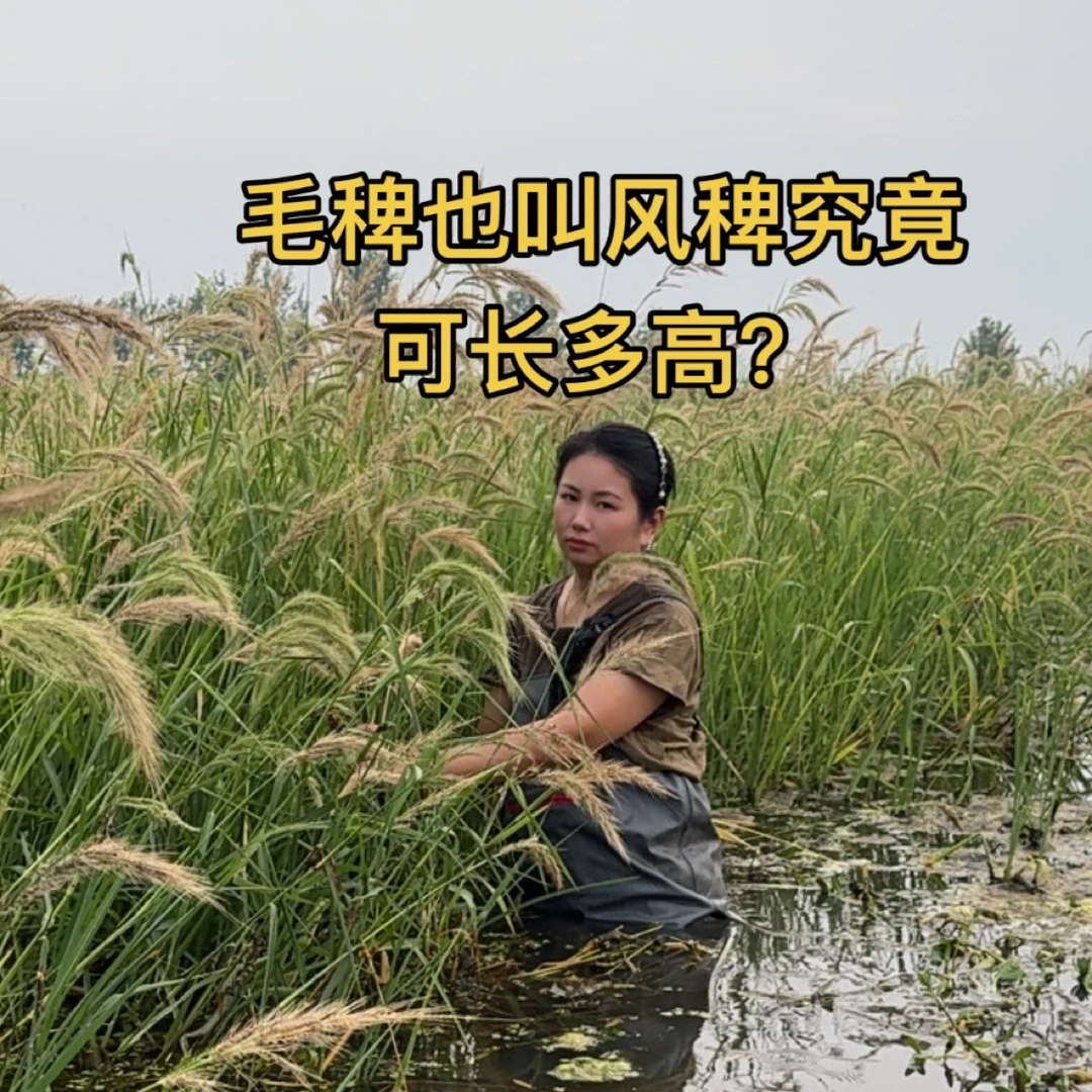 风稗、毛稗属于夏天生长的挺水植物，生长周期长适合高温虾蟹的塘口