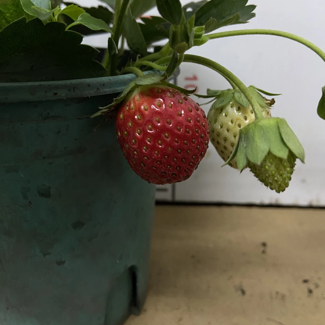 宁玉草莓带盆带土四季种植阳台适用易成活
