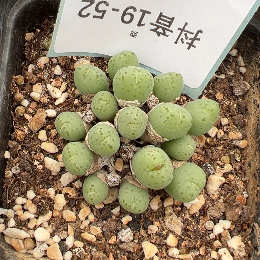 19-52荧光玉多肉植物