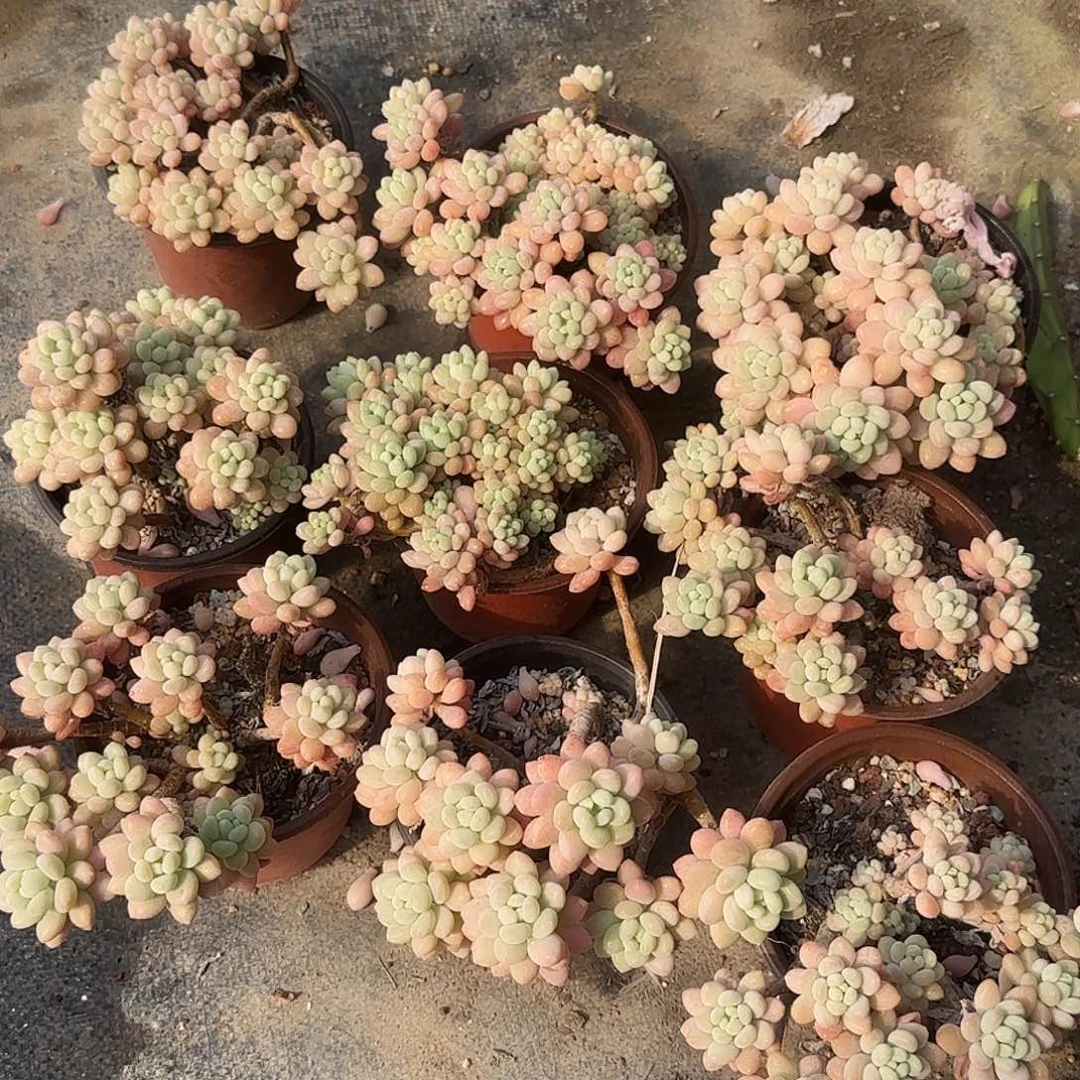 鱼子酱六颗老桩一物一拍