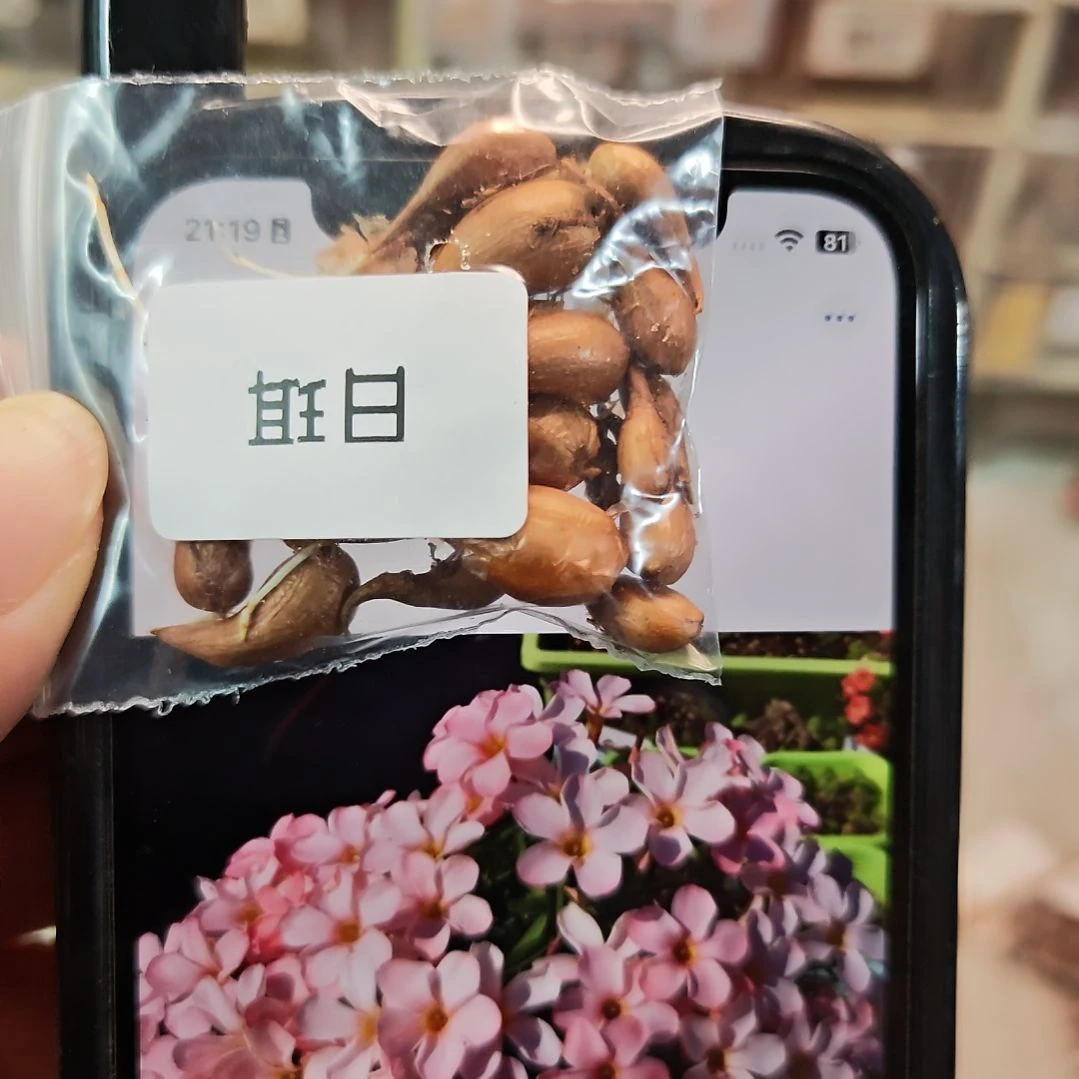 酢浆草早花纤细日珥