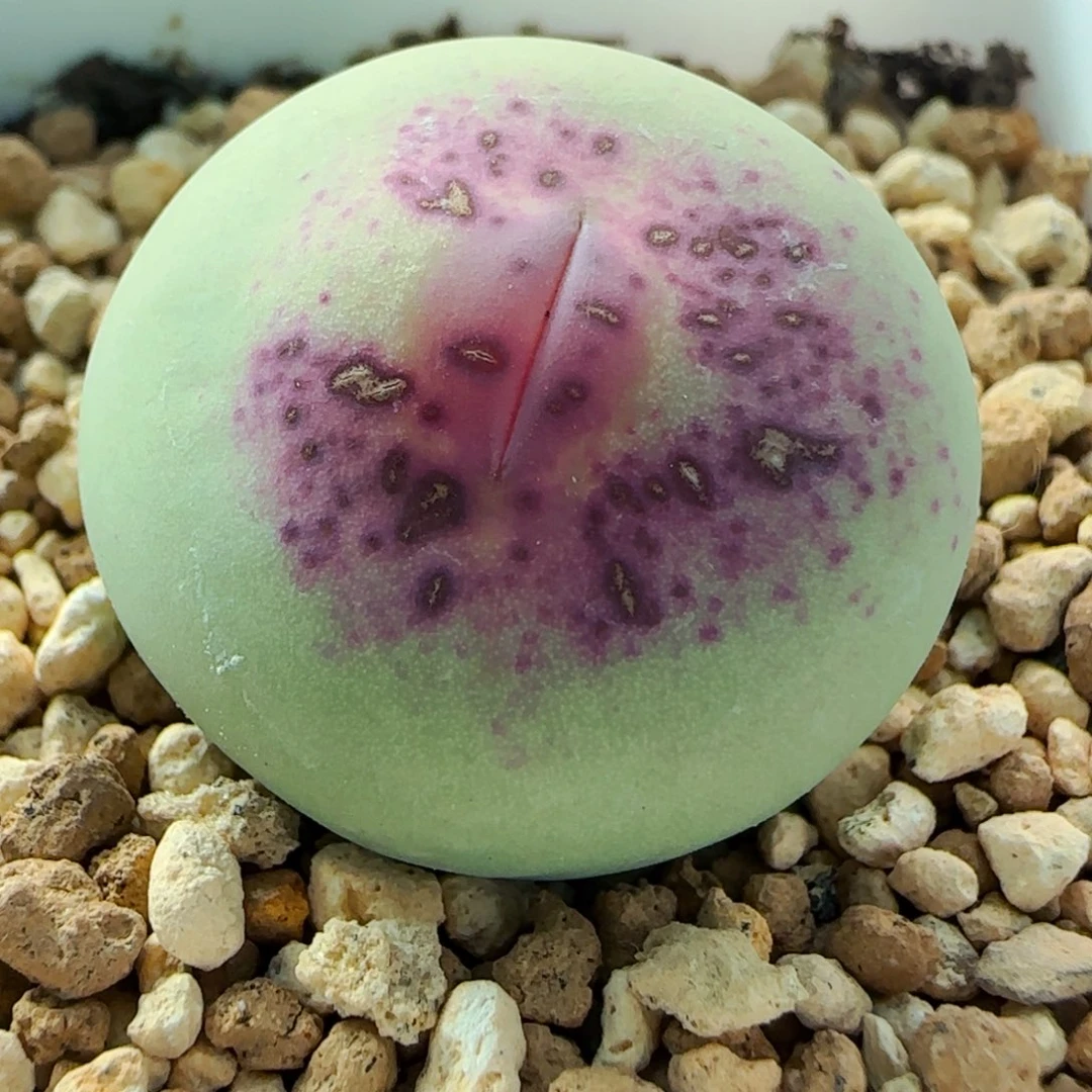 大*?多肉植物韩国大型嘟嘟嘴26号