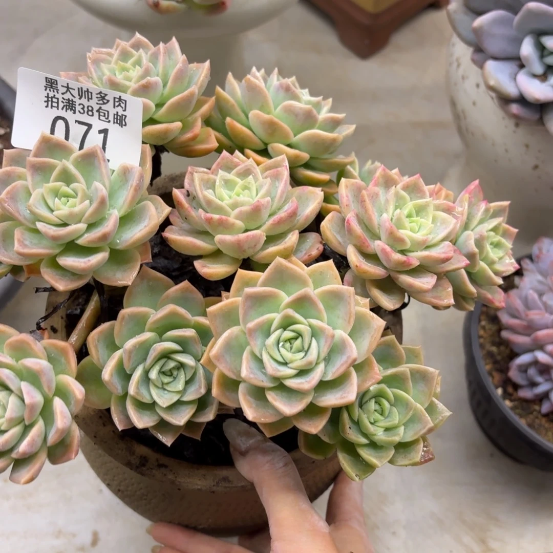 飞****黑大帅多肉71哈利