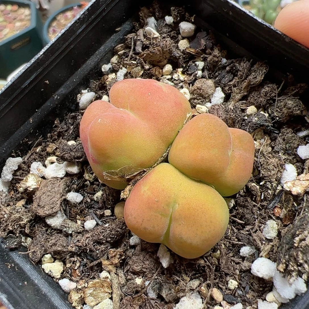 【闪购商品】312 黄桃