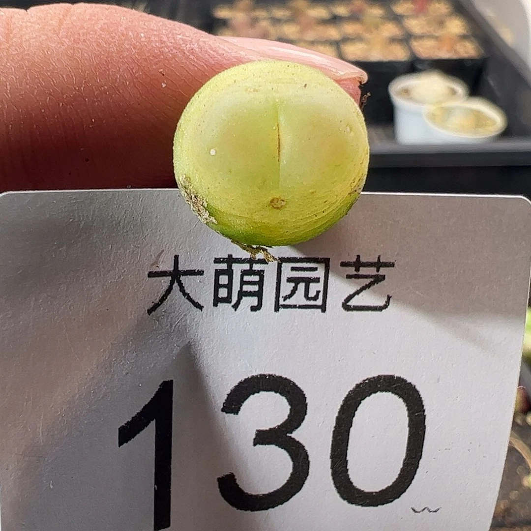 一物一拍。     130