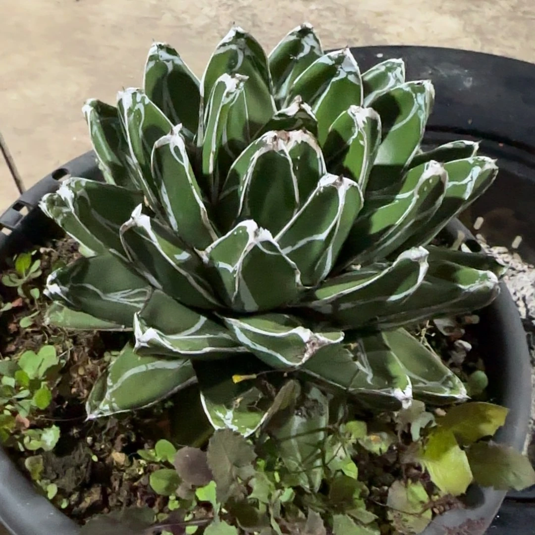 辉山原始种龙舌兰