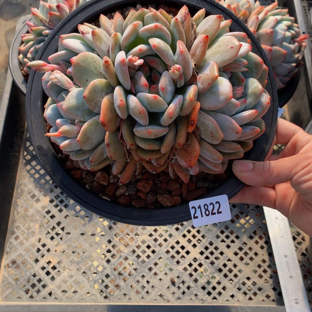 21822多头嗯嗯嗯嗯