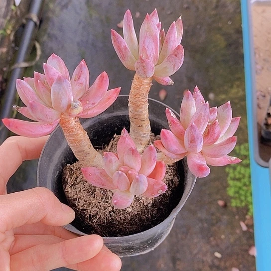 S266多肉植物老桩