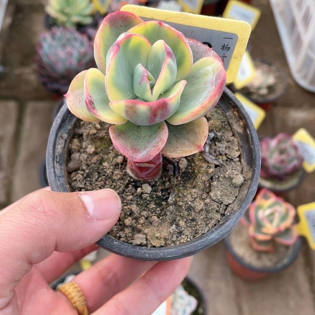 【闪购商品】980号