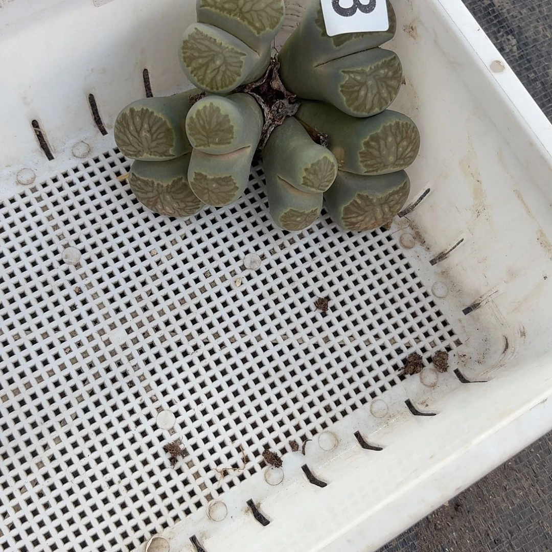 可***燚生石花一物一拍473