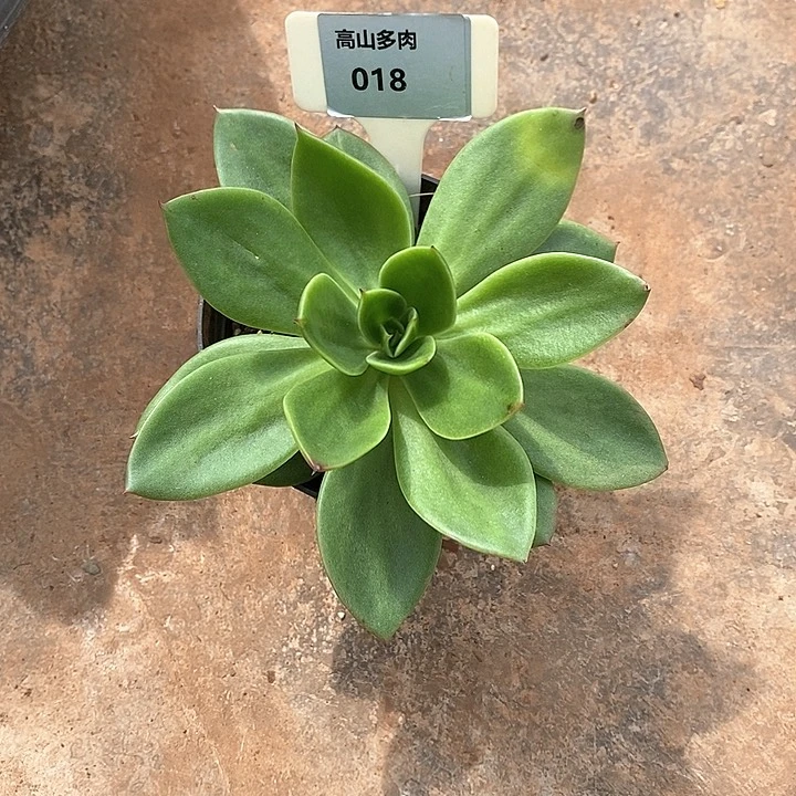 018-直播福利 花木兰