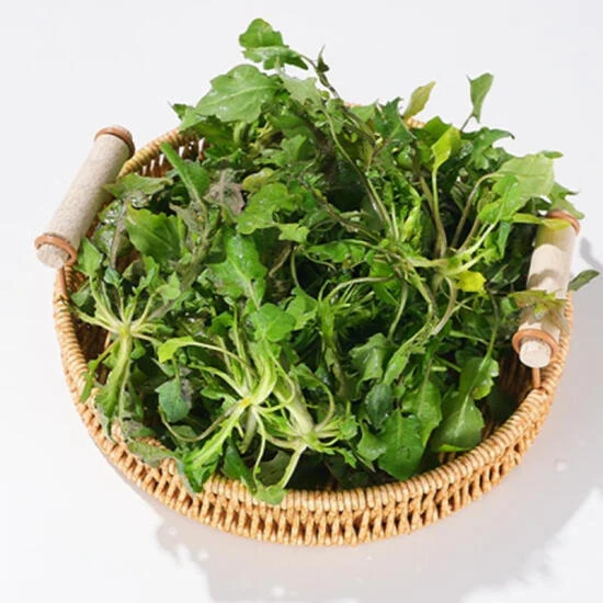 荠菜 500g