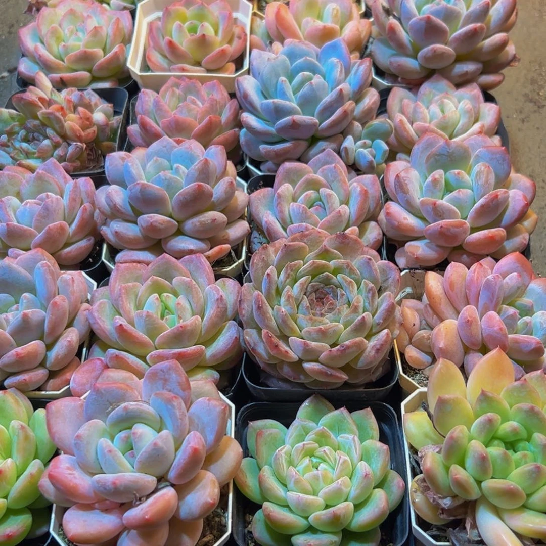 367多肉植物和植物在生长
