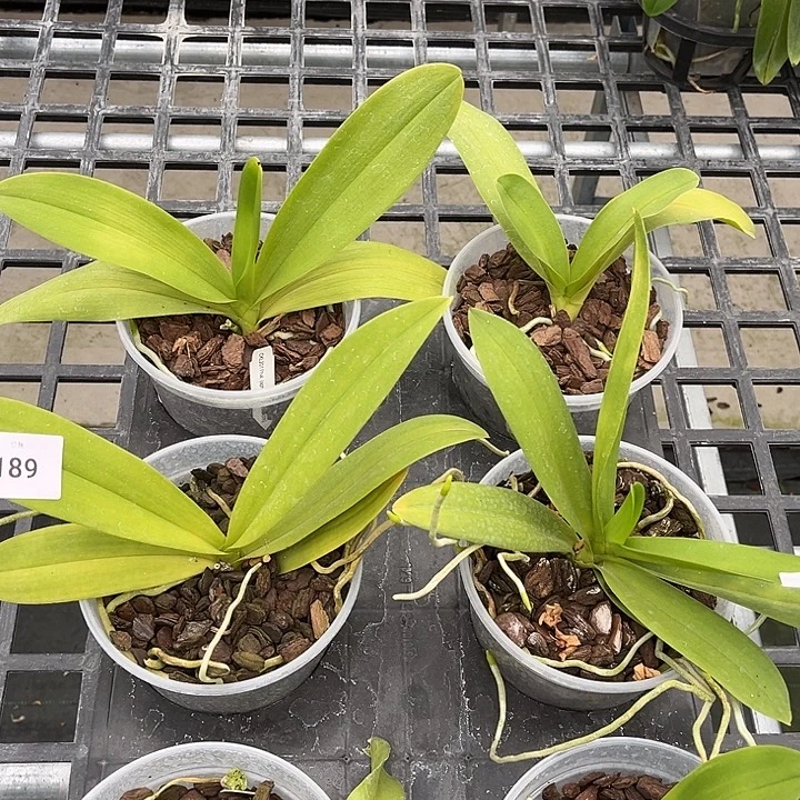 全部花苞189号特价瑕疵苗6颗蓝星根叶不好裸根发货任何原因不售后