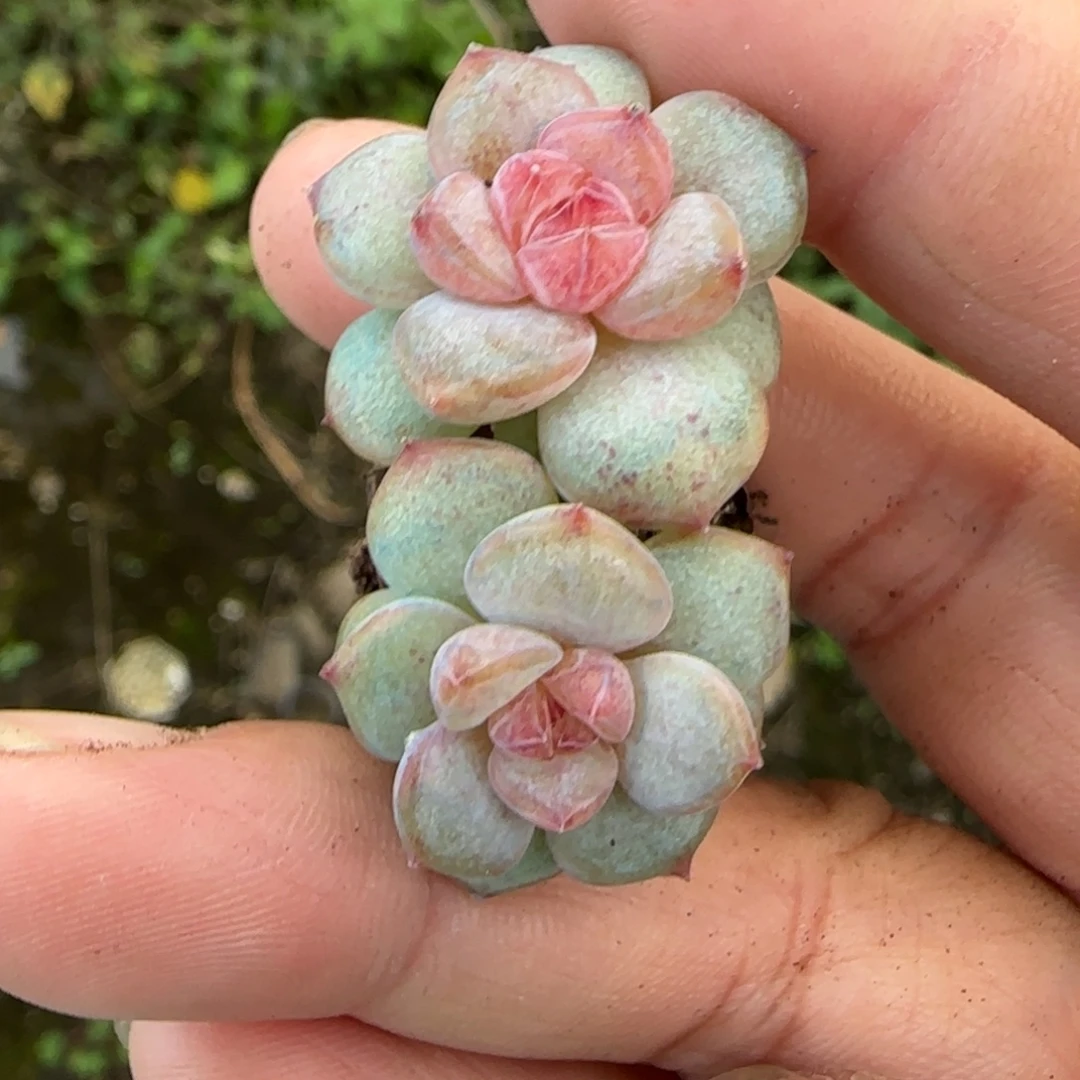 小卡拉米糖心一物一拍