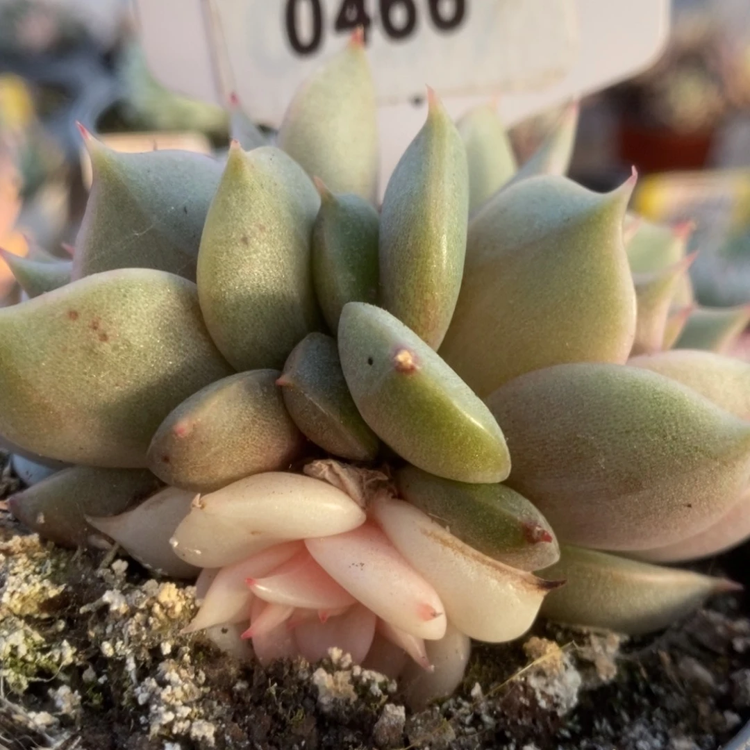 466贝加尔湖锦锦锦锦锦