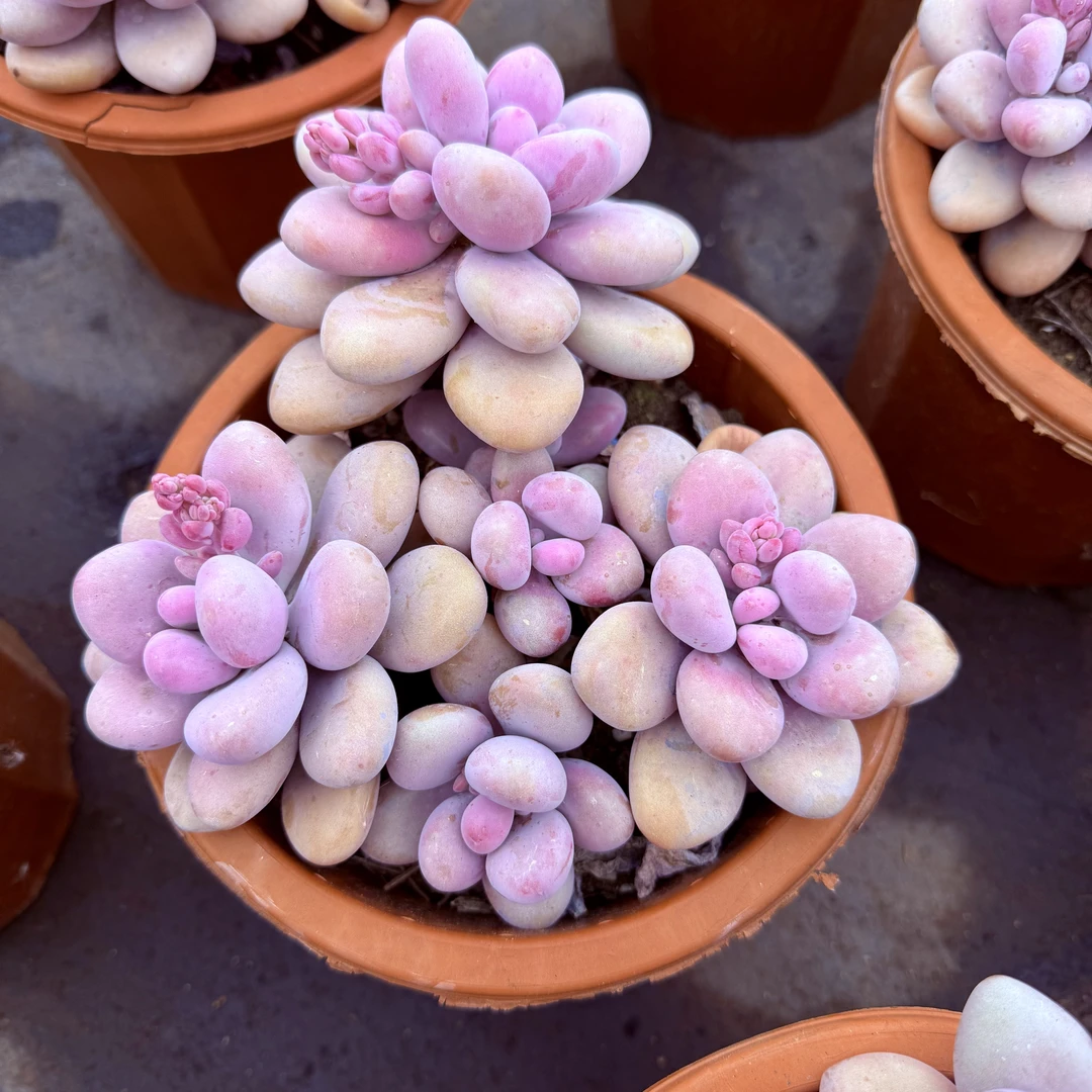 大盆整桩老桩桃蛋 精品多肉植物阳台绿植盆栽好养防辐射净化空气