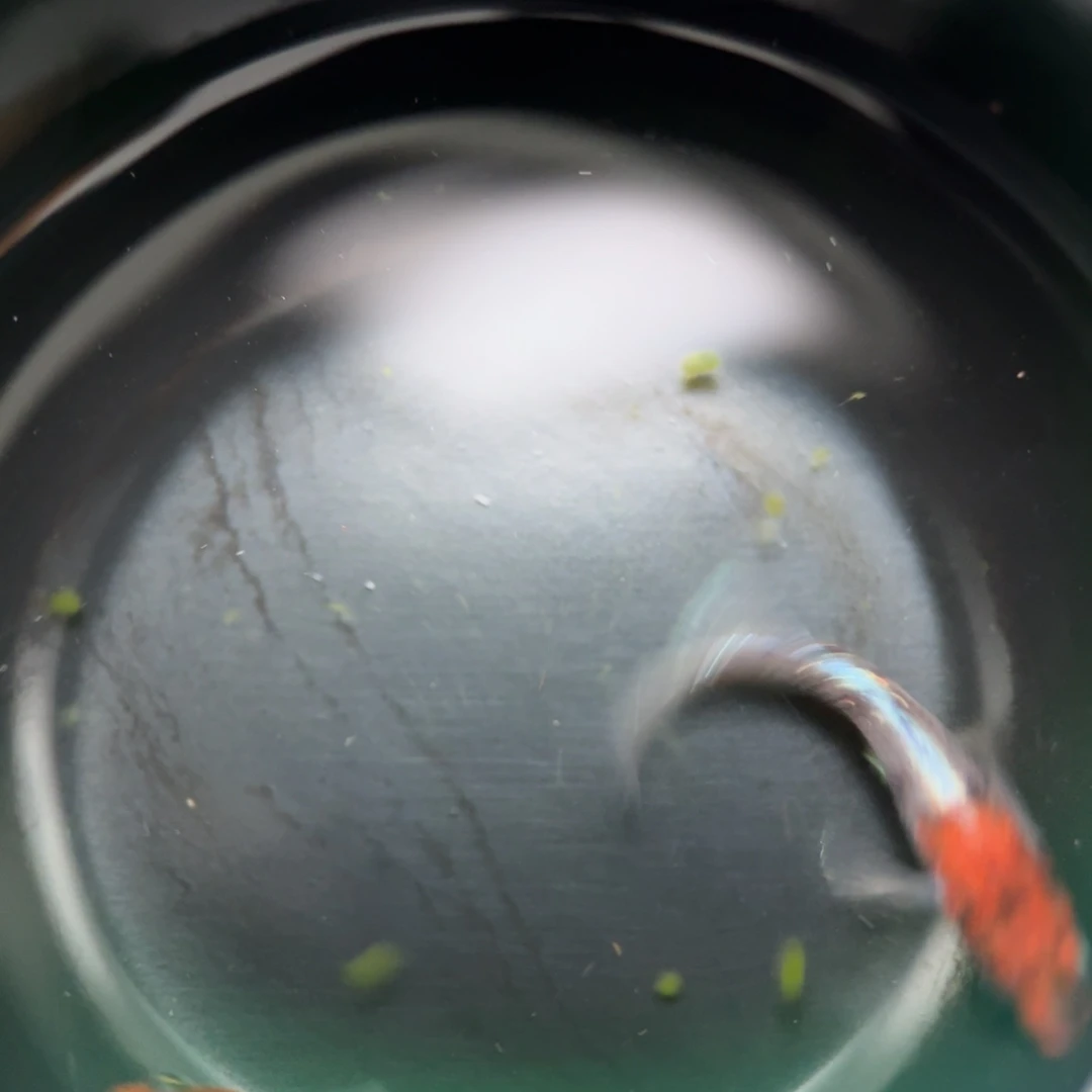 青鳉鱼编号 13 天照三色 1 对