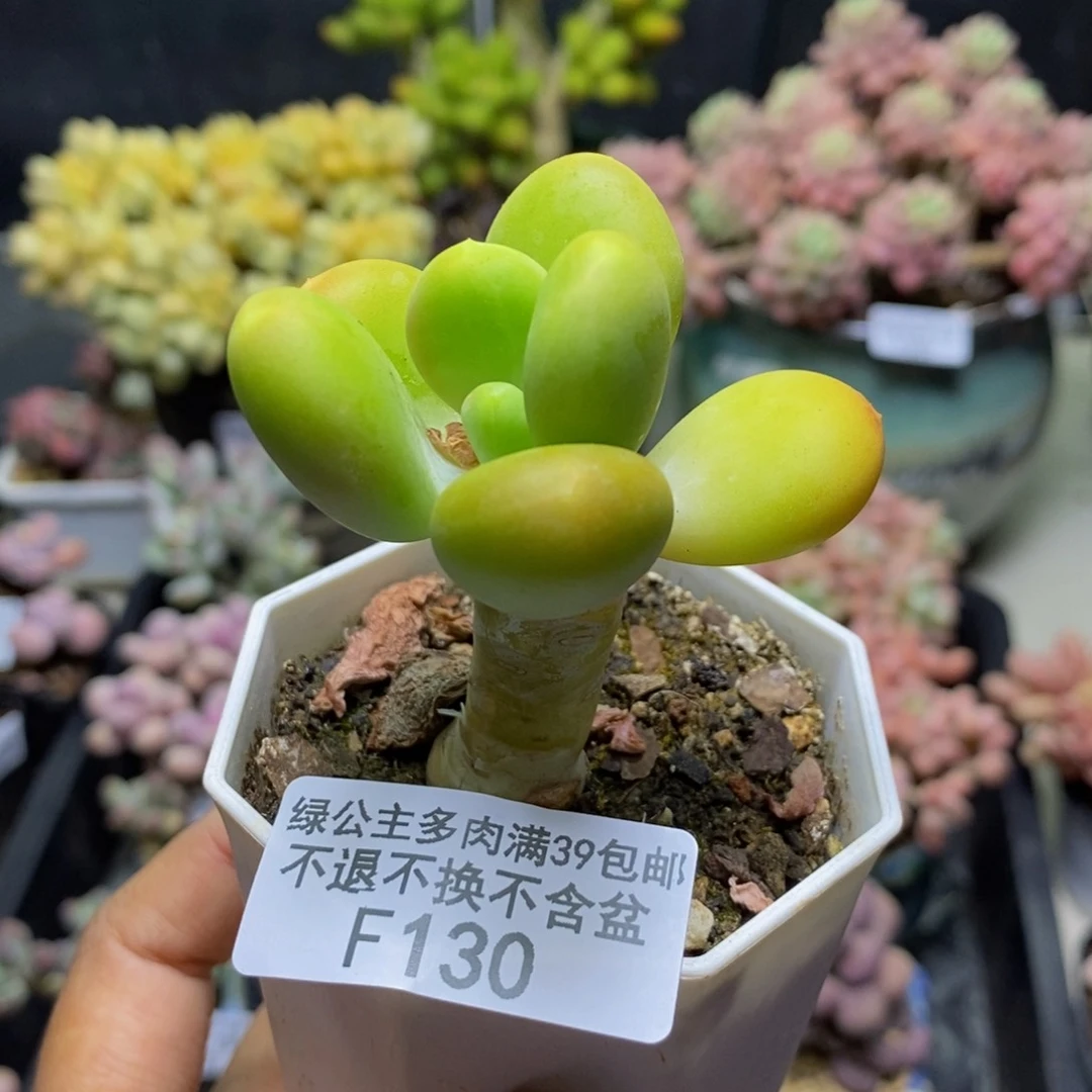 130金蟾多肉肉4c m