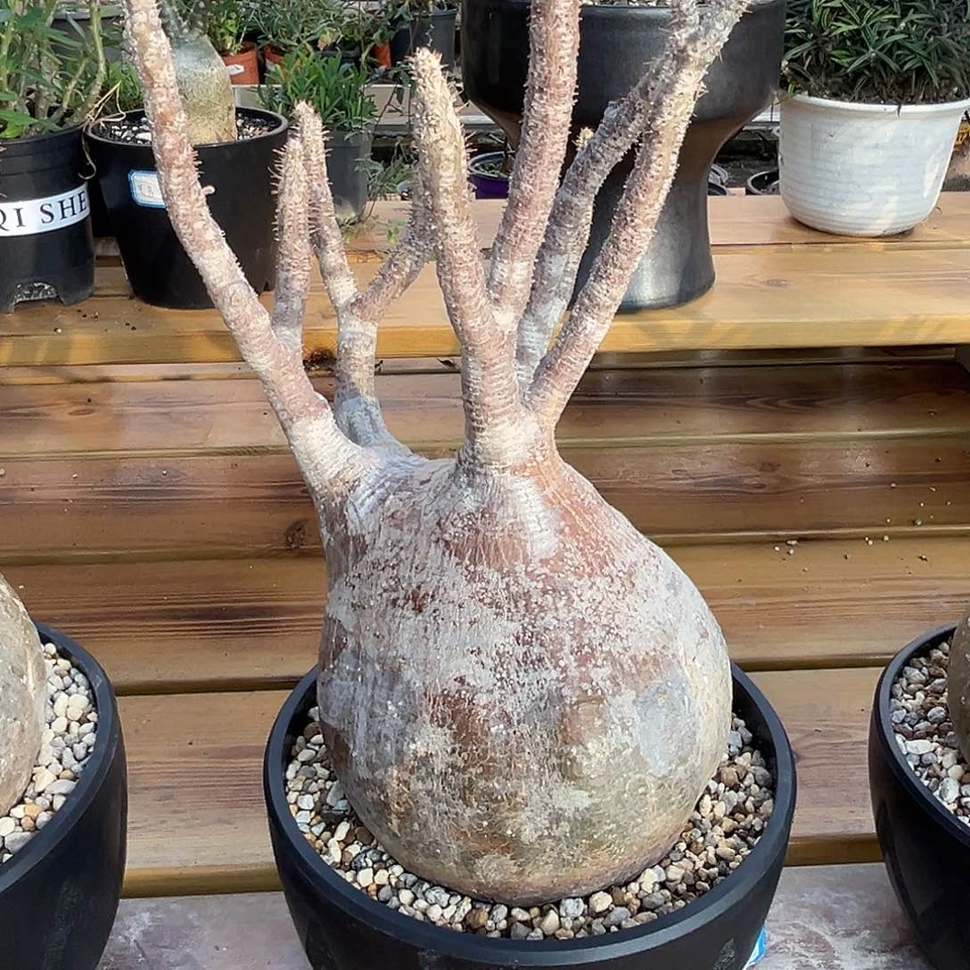 精品红皮象牙宫，熟桩