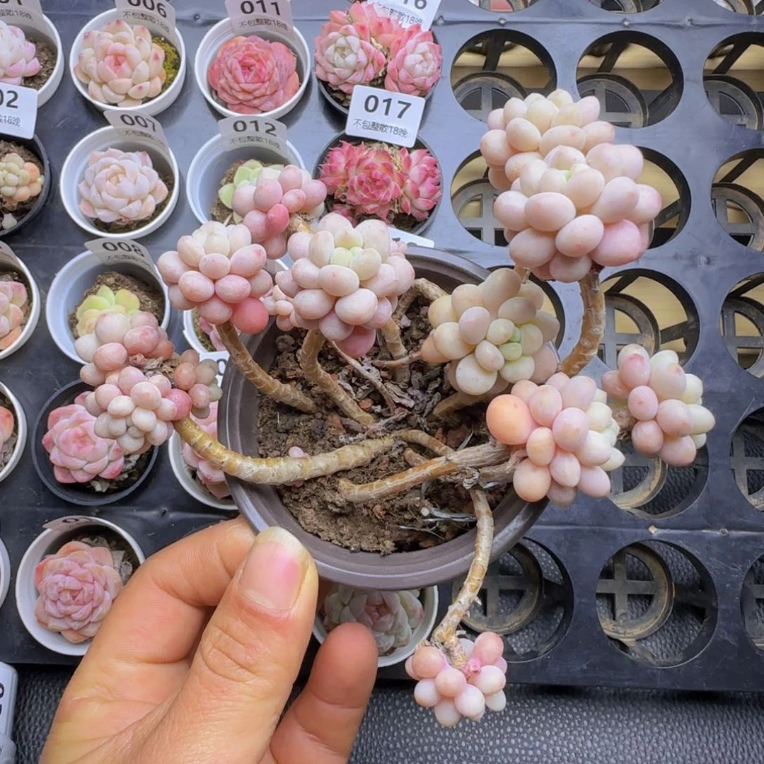 专****服鱼子酱老装