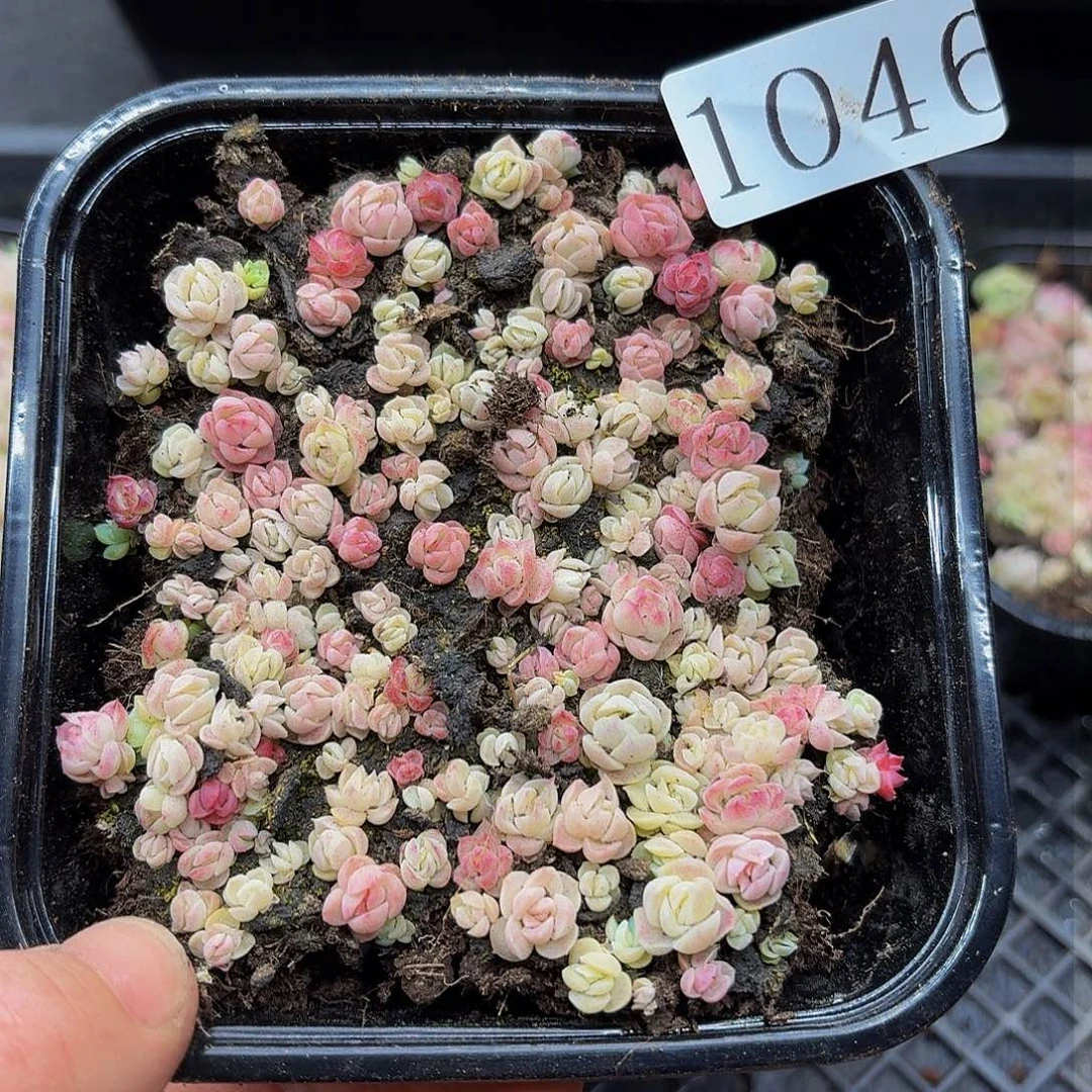 多肉植物多肉植物1046
